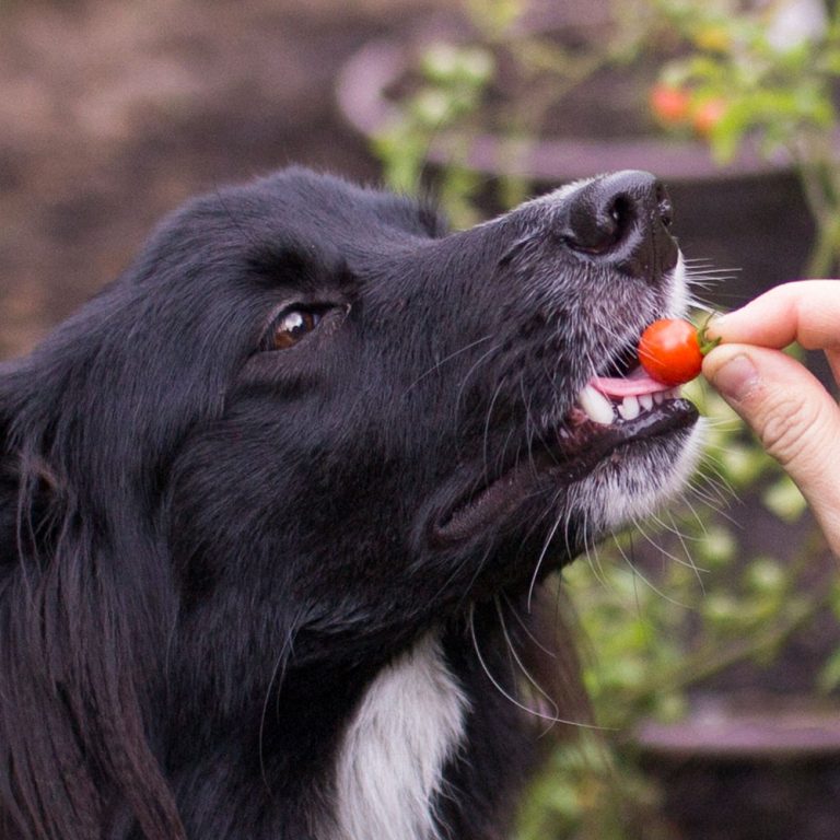 Domino le chien