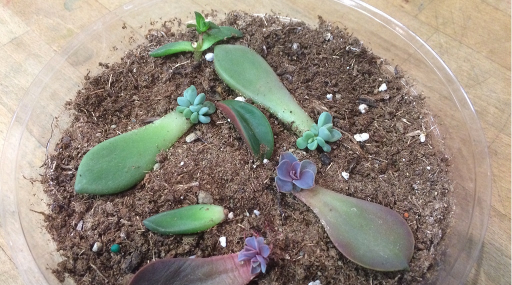 Cactus et plantes grasses d'intérieur : comment les cultiver ?