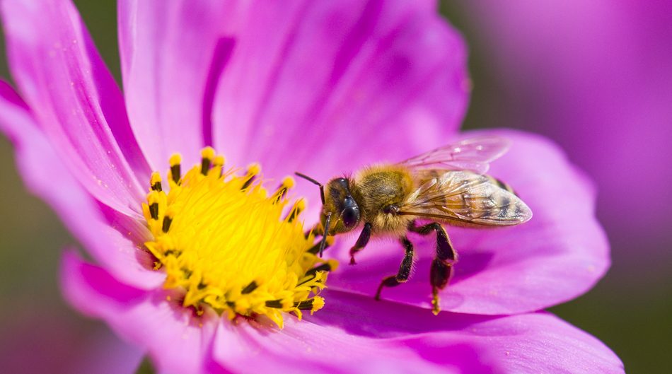 Attirer Les Pollinisateurs Dans Votre Jardin - Mjardiner