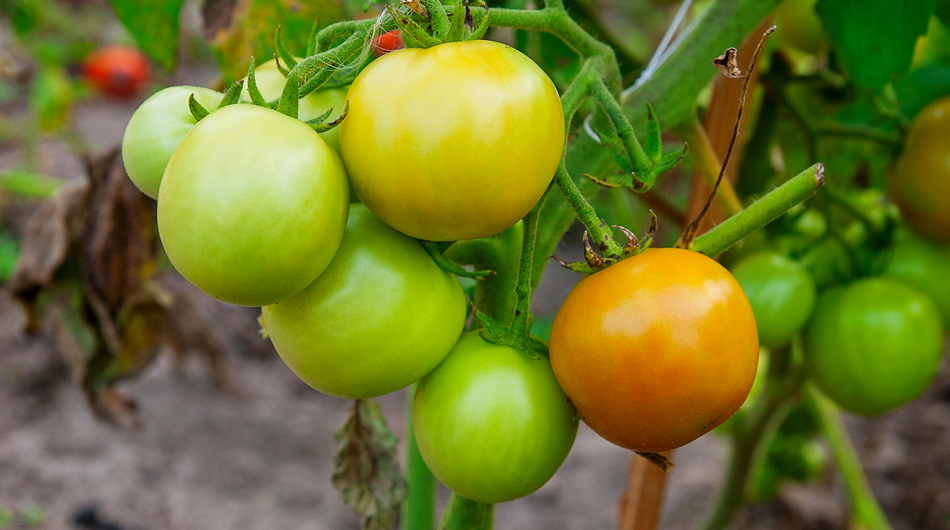 Plants de tomates, les incontournables du potager