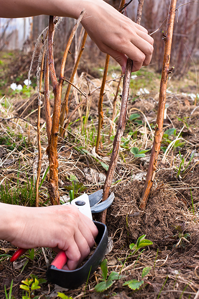 Planter des framboisiers : quand et comment faire sa plantation ?