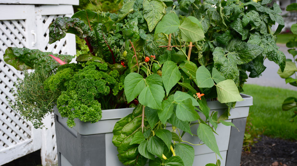 Sélectionner et planter les contenants en jardinage urbain