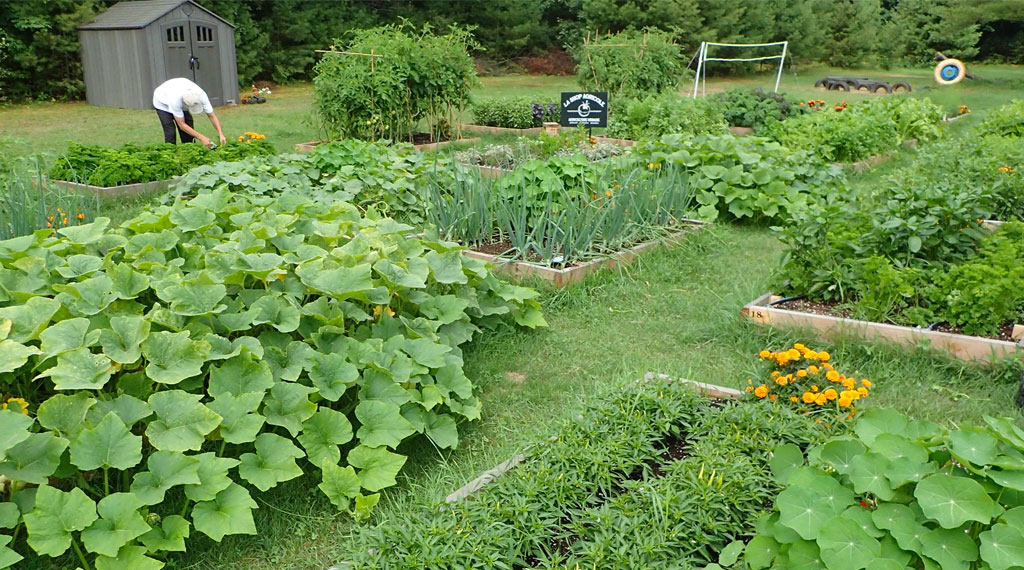 Règle d'espacement pour la plantation des semences et plantes : :  Jardin