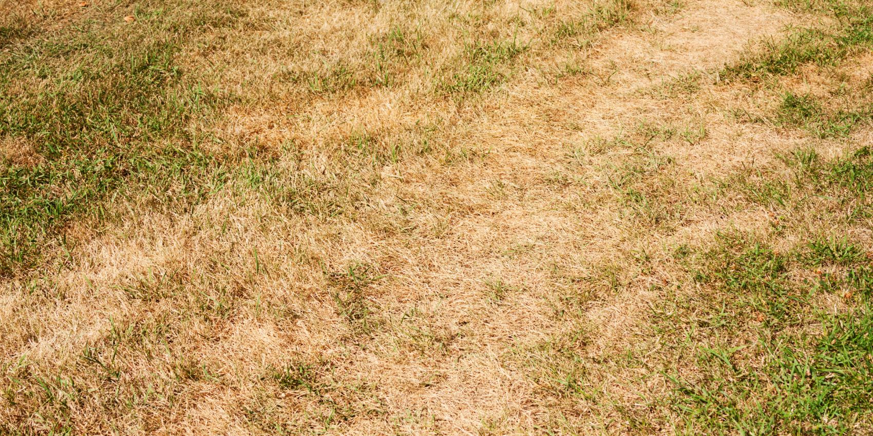 Dommages de la tipule