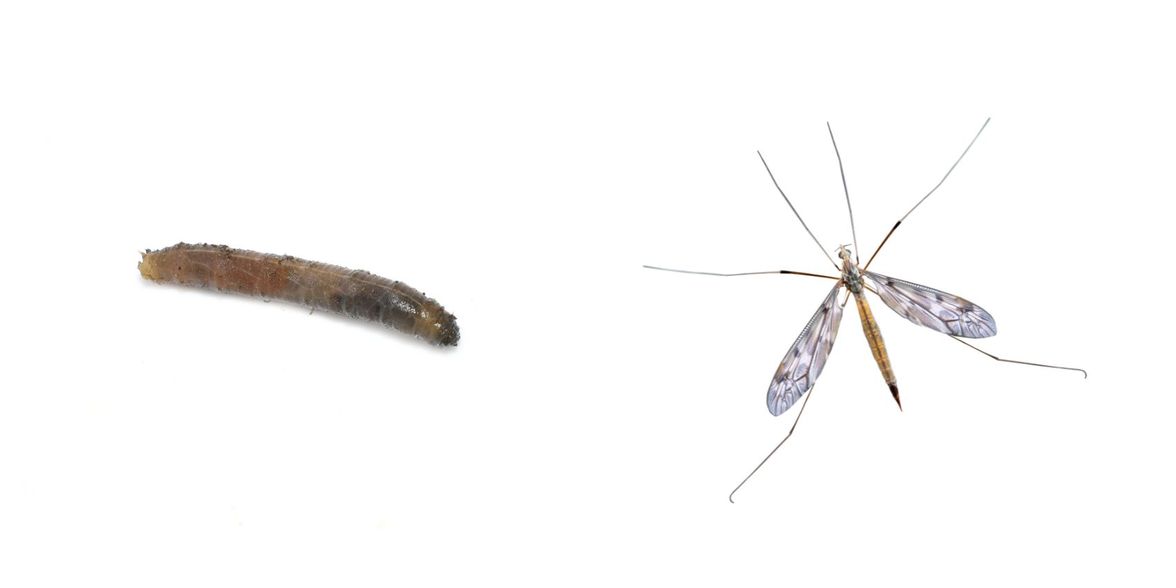 Stades de la tipule - Larve et adulte