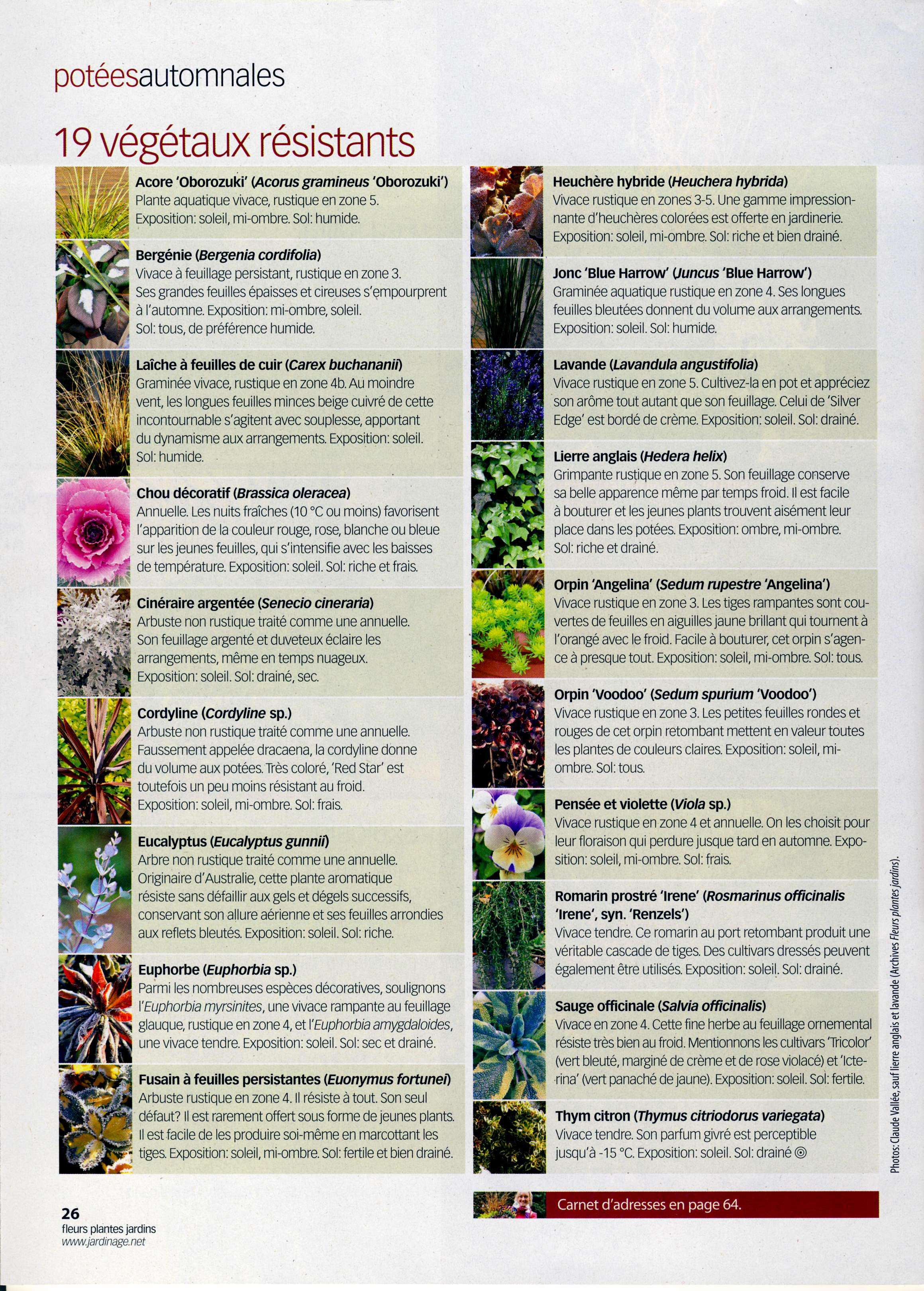 liste des plantes résistantes au froid d'automne
