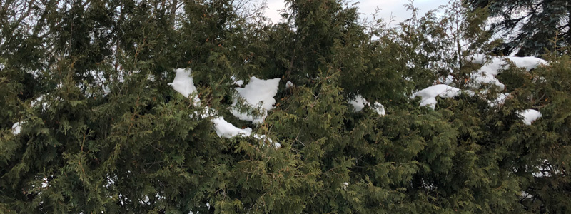 cedre planter en haie avec de la neige sans protection