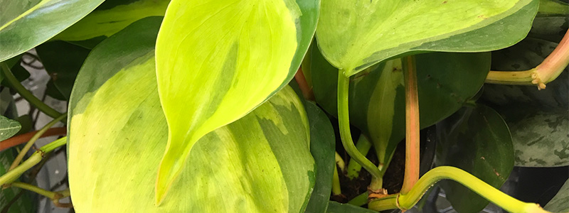 Philodendron ‘Brazil’