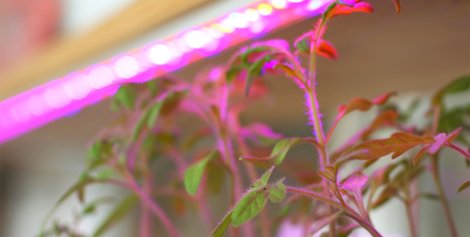 Eclairer les semis avec des LED spécial croissance