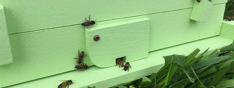 abeille dans une ruche urbaine