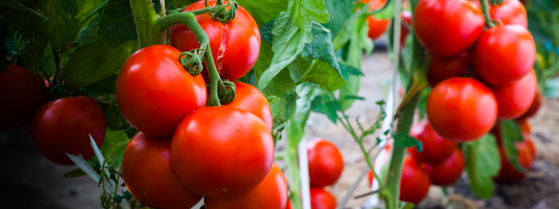 plantation de tomates