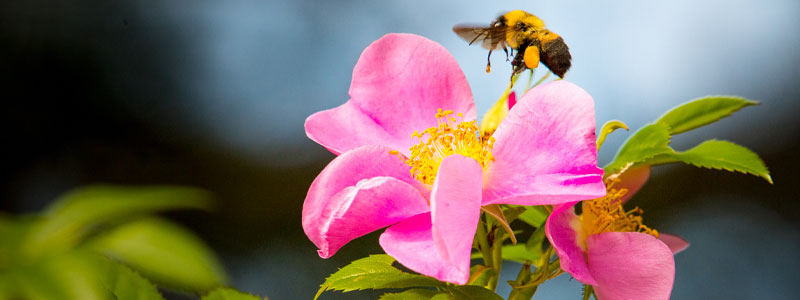 arbustes rosier qui attire les pollénisateurs