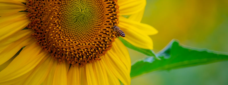 annuelles tournesol qui attire les pollénisateurs