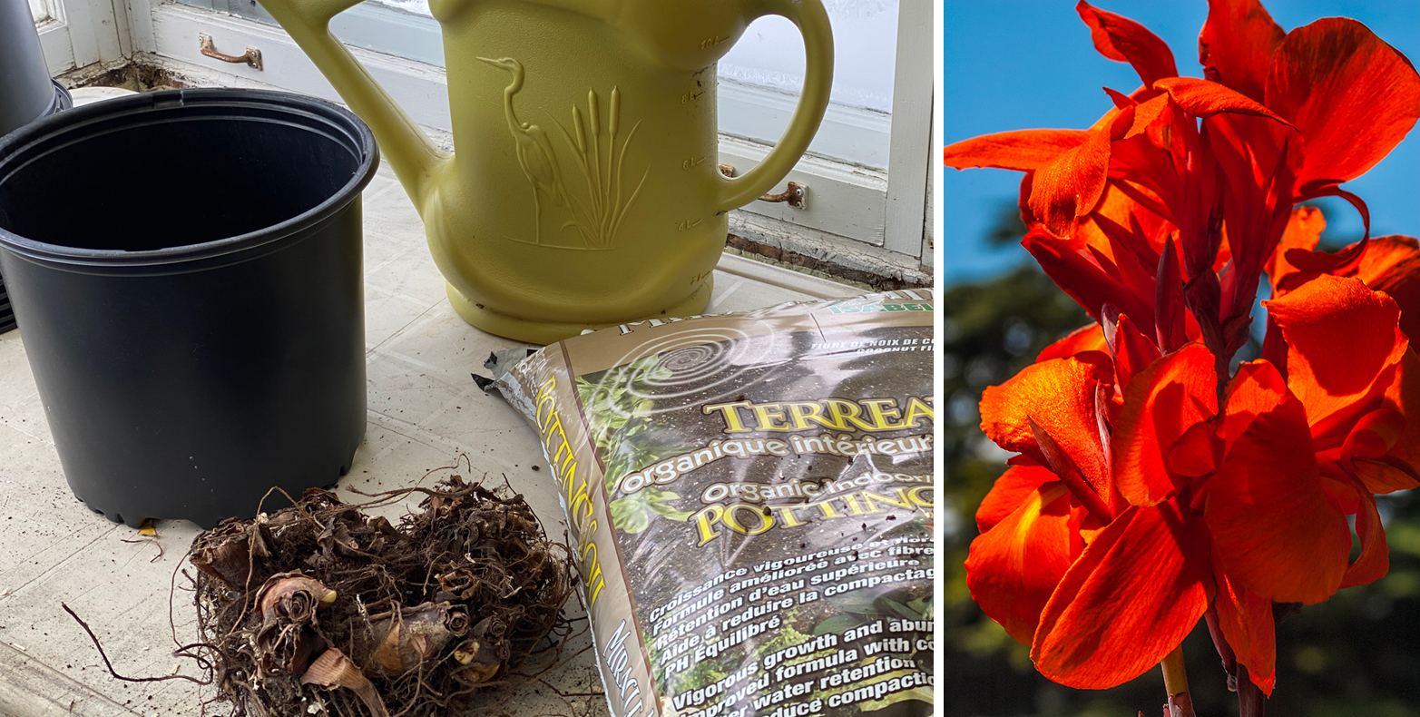 Bulbes de cannas Réveillezvous! Mjardiner — free download
