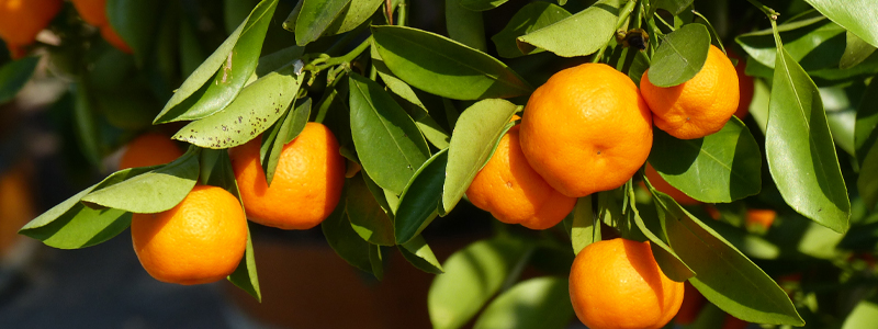 Clémentinier ou Citrus clementina