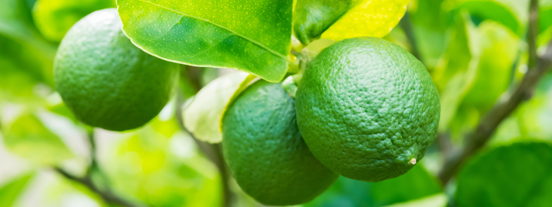 Limier ou Citrus aurantifolia