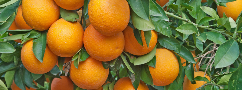Oranger ou Citrus sinensis
