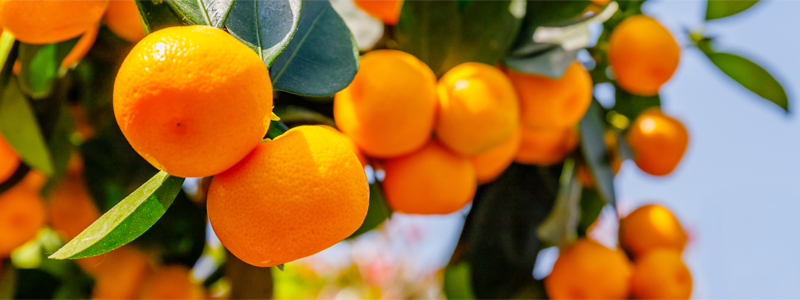 Oranger ou calamondin Citrus mitis
