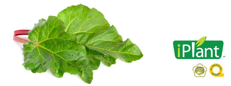 quoi faire avec les feuilles de rhubarbe