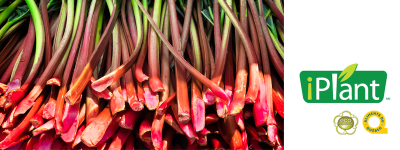 variété de rhubarbe coup de coeur