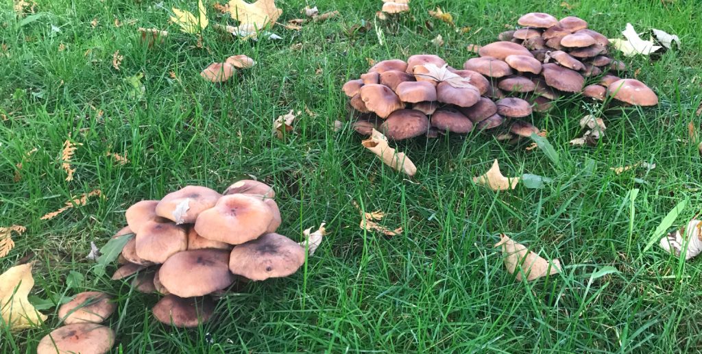 Pourquoi des champignons poussent dans mon jardin ?