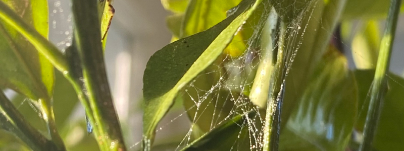 toile d'araignée dans les plantes d'intérieures