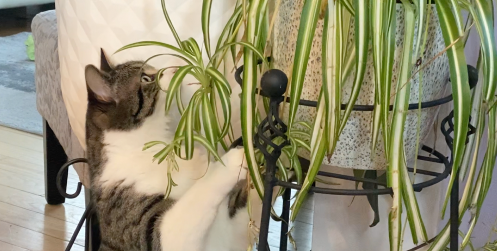 Mon Chat Bouffe Mes Plantes Mjardiner