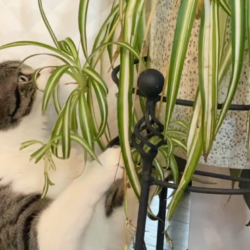 chat qui mange les plante d'intérieur
