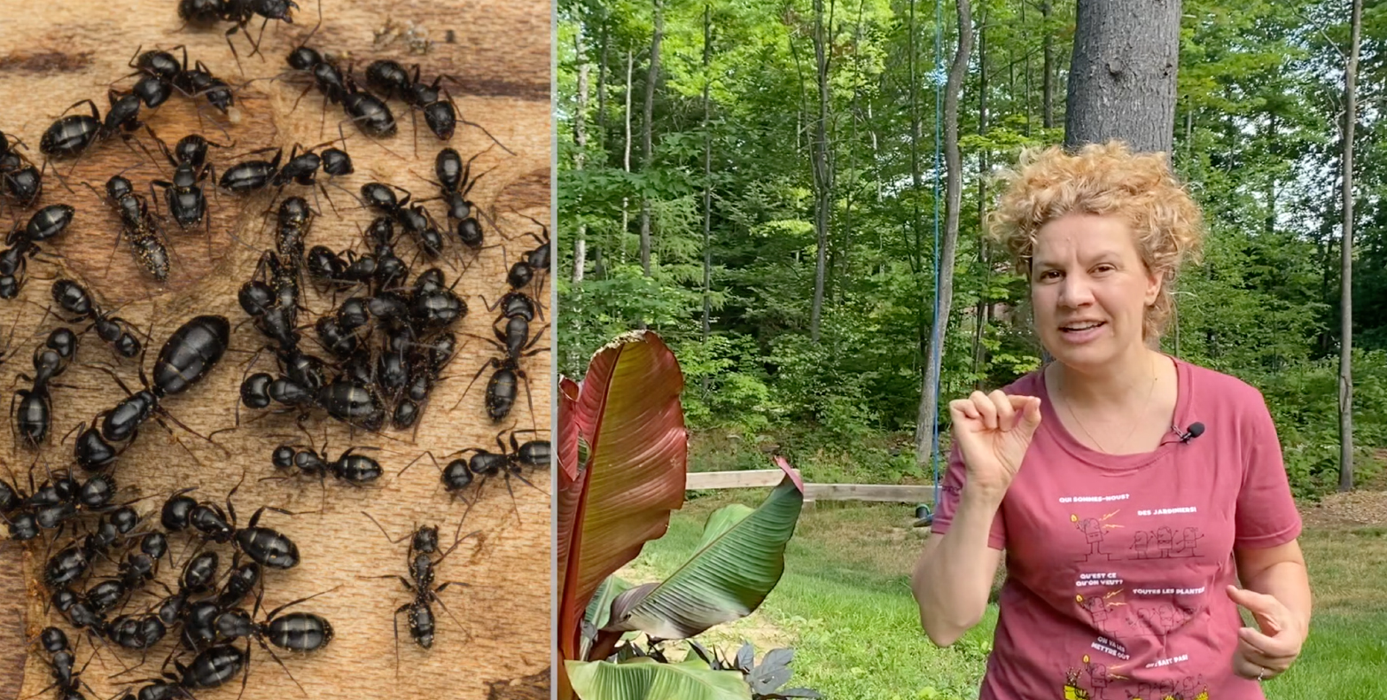 Fourmis Dans Le Potager Que Faire