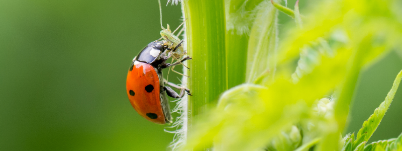 insect utile coccinelle