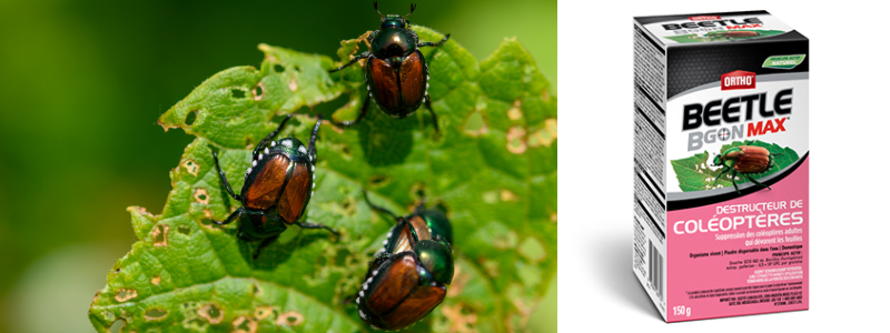 scarabee japonais insecte