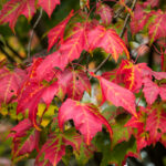 Acer Rubrum