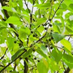 Celtis Occidentalis