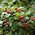 Crataegus