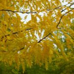 Gleditsia triacanthos