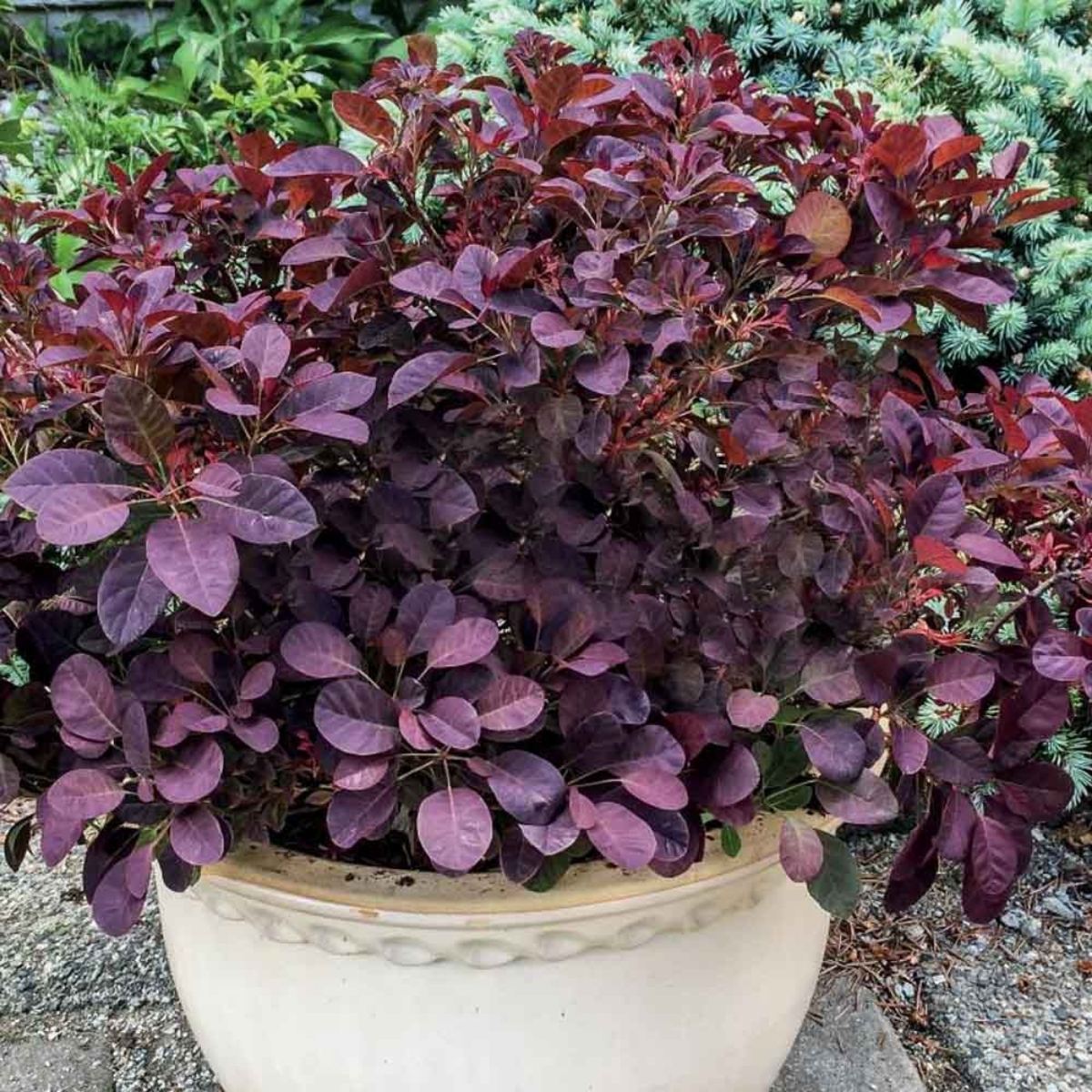 Cotinus-Velveteeny-Smoke-Bush