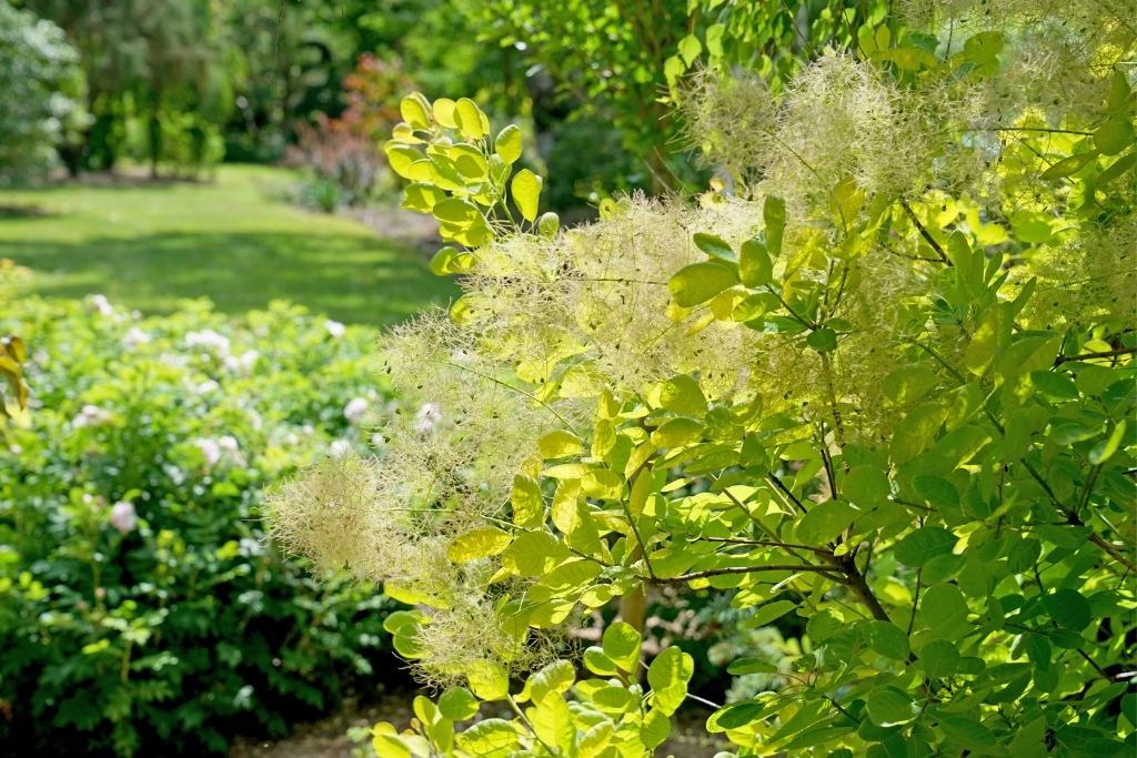 Cotinus Winecraft Gold