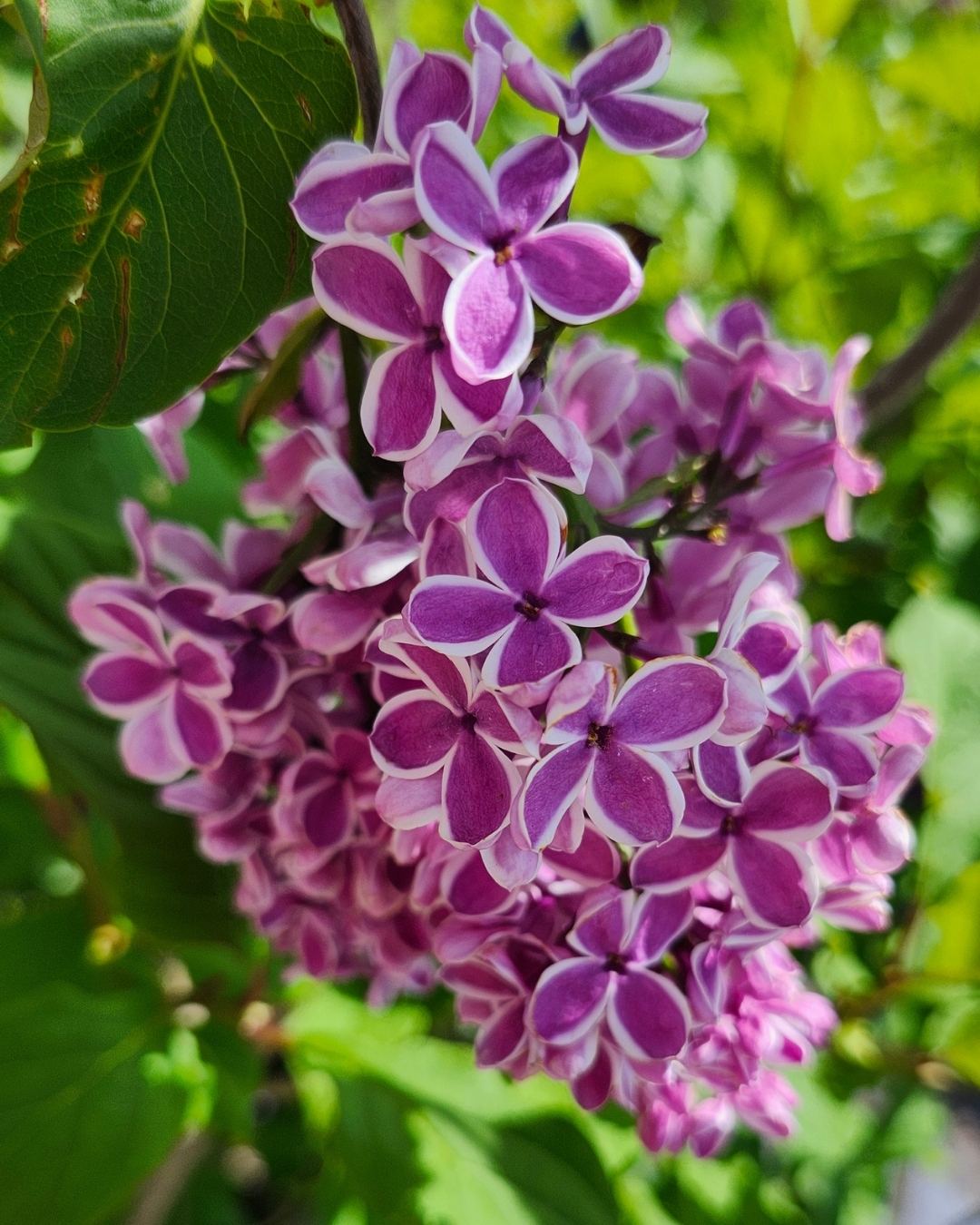 Lilas Sensation